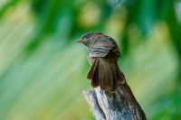 Argie Timalie zlutozoba - Argya Turdoides affinis - Yellow-billed Babbler o0406